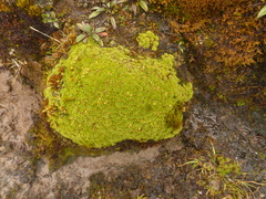 Azorella aretioides