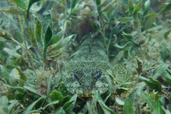 Platycephalus laevigatus