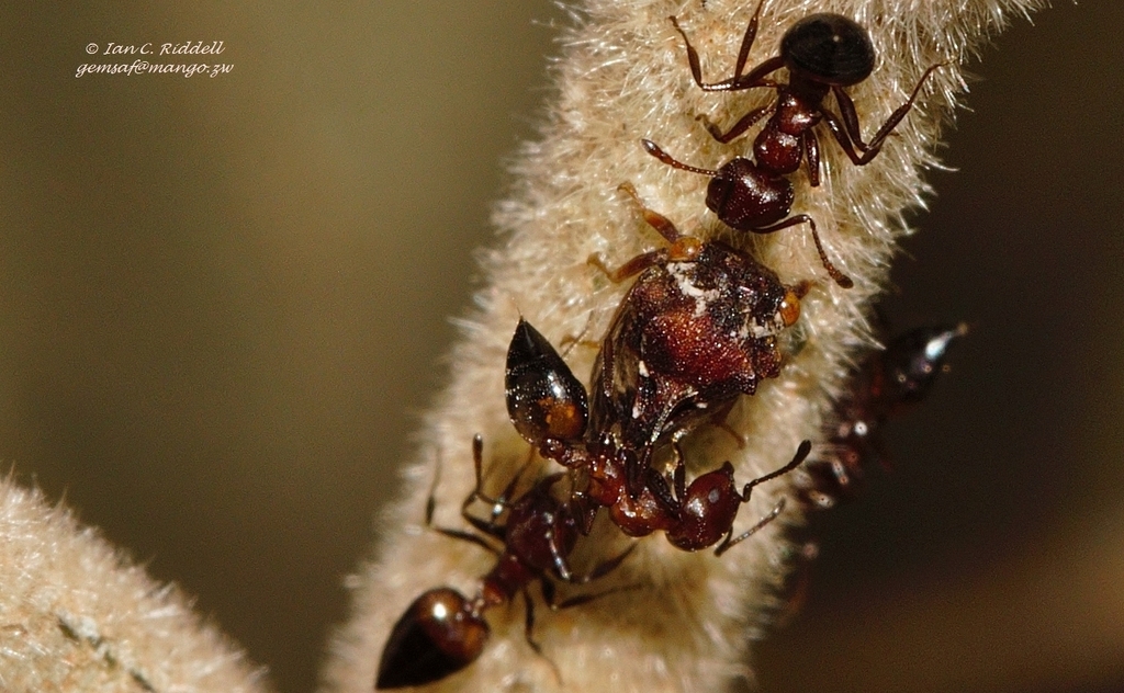 Red Cocktail ant