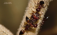 Crematogaster castanea rufonigra