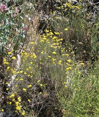 Helichrysum italicum