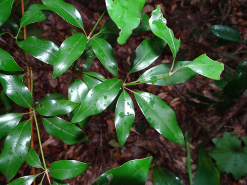 Neolitsea hiiranensis