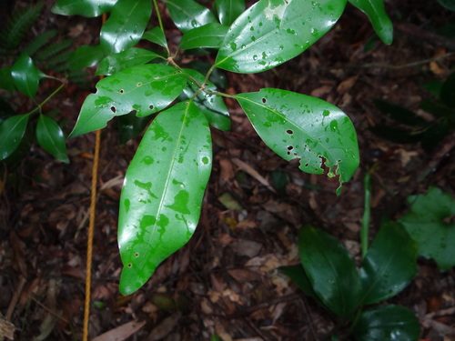 Neolitsea hiiranensis, photograph 1