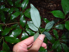 Neolitsea hiiranensis, photograph (c) 呂一起(Lyu yi-chi), some rights reserved (CC BY)