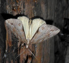Pseudocoremia lupinata
