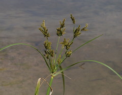Cyperus exaltatus