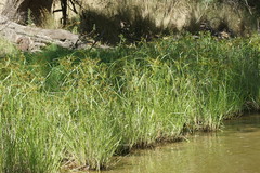 Cyperus exaltatus