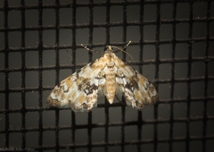 Parapoynx sinuosa