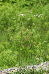 Pimpinella saxifraga