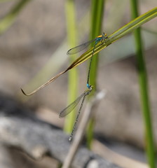 Pseudagrion aureofrons