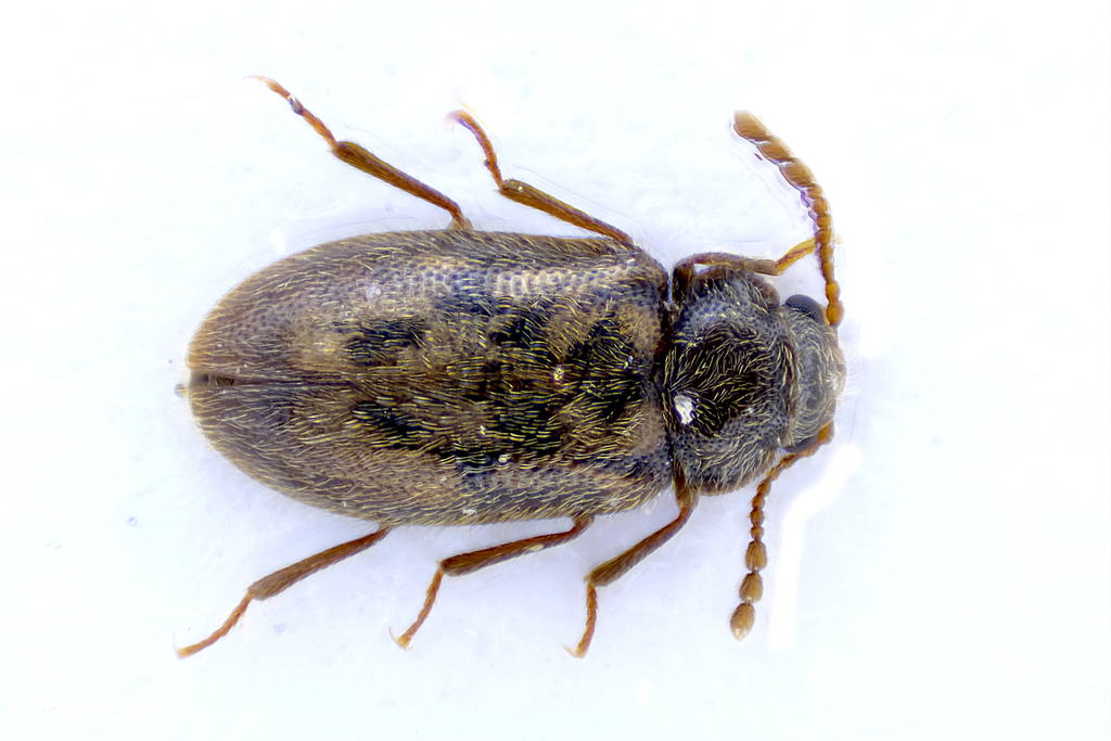 Phloiophilidae