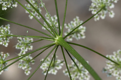 Pimpinella saxifraga