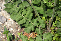 Pimpinella saxifraga