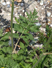 Pimpinella saxifraga