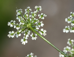 Pimpinella saxifraga