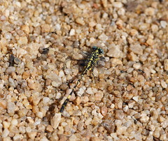 Austrogomphus cornutus