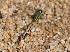 Austrogomphus cornutus