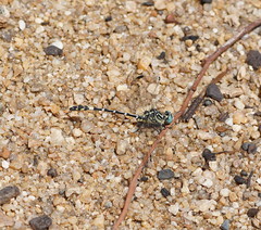 Austrogomphus cornutus