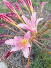 Ammocharis longifolia