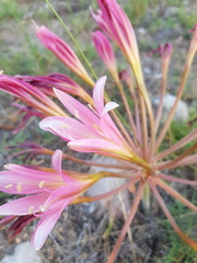 Ammocharis longifolia