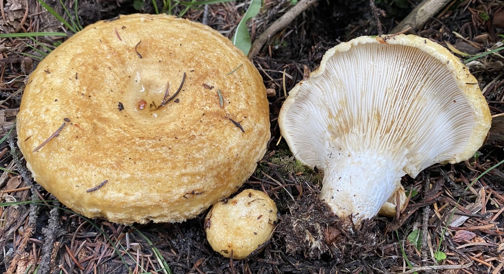 golden milkcap from Wallowa-Whitman National Forest, North Powder, OR ...