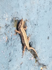 Podarcis muralis