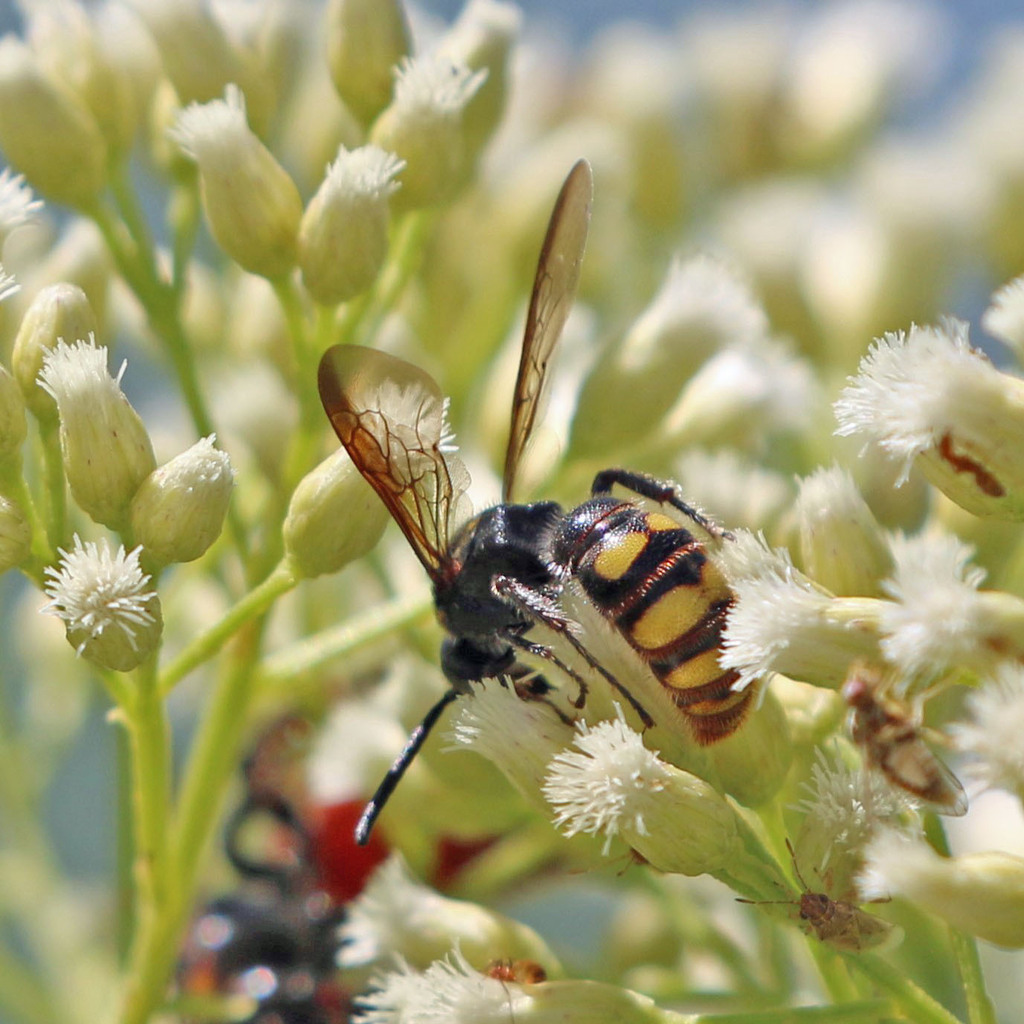 The Ranch Wasp Noble Scoliid Wasp from Canoa Ranch, AZ, USA on August 25, 2023 at 01: ...