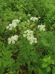 Pleurospermum uralense