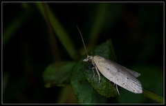 Ericodesma melanosperma