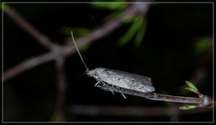 Phaeosaces apocrypta