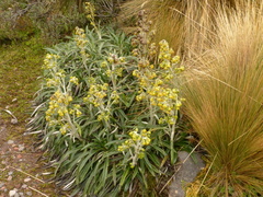 Senecio tephrosioides