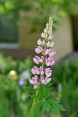 Lupinus × regalis