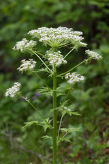 Pleurospermum uralense
