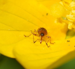 Austronanodes nigrovarius