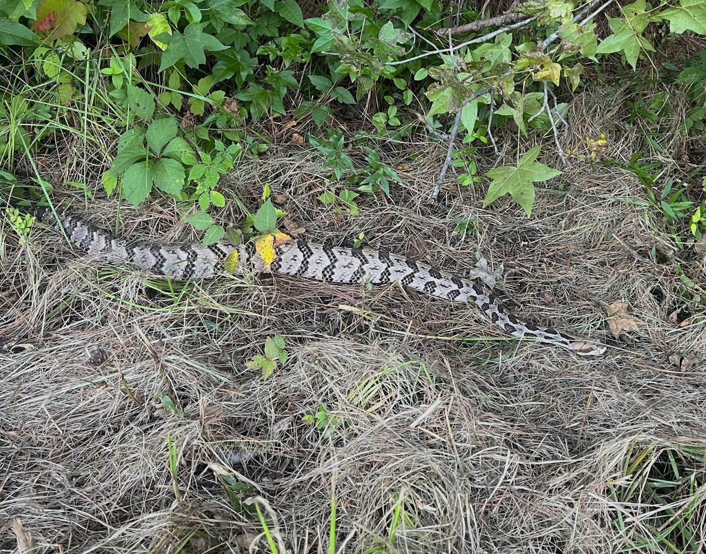 Timber Rattlesnake from Pickens County, AL, USA on August 17, 2023 at ...