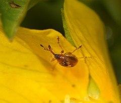 Austronanodes nigrovarius