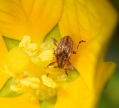 Austronanodes nigrovarius