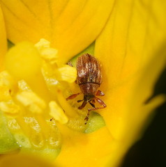 Austronanodes nigrovarius