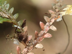 Selaginella sechellarum