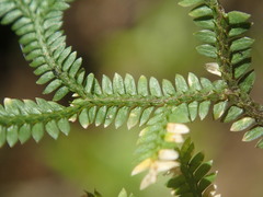 Selaginella sechellarum