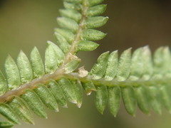 Selaginella sechellarum
