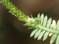 Selaginella sechellarum