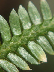 Selaginella sechellarum