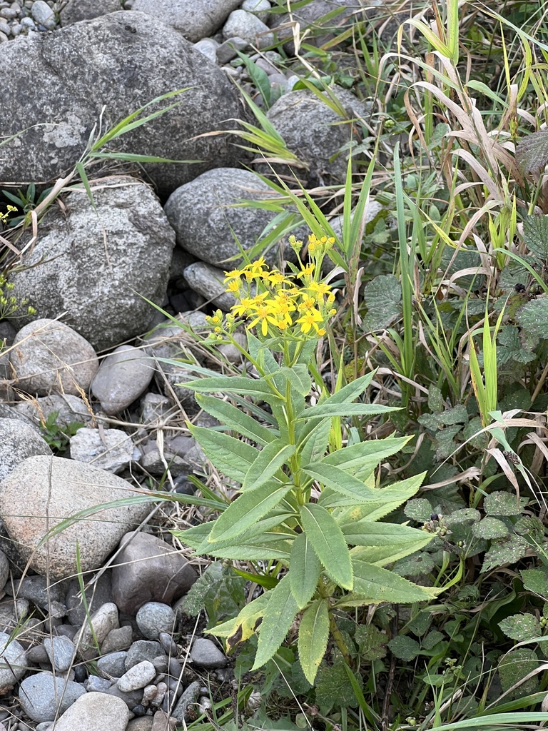 Alpine Ragwort from Vlašky, Vlachy, ZI, SK on August 27, 2023 at 06:20 ...