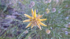 Genista umbellata