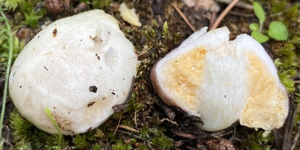 Russula zelleri from Wallowa-Whitman National Forest, North Powder, OR ...