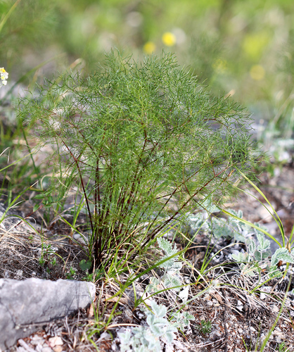 Ligusticum tachiroei