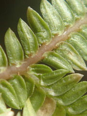 Selaginella sechellarum