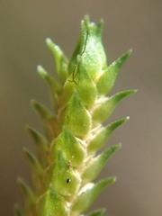 Selaginella sechellarum
