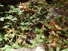Selaginella sechellarum